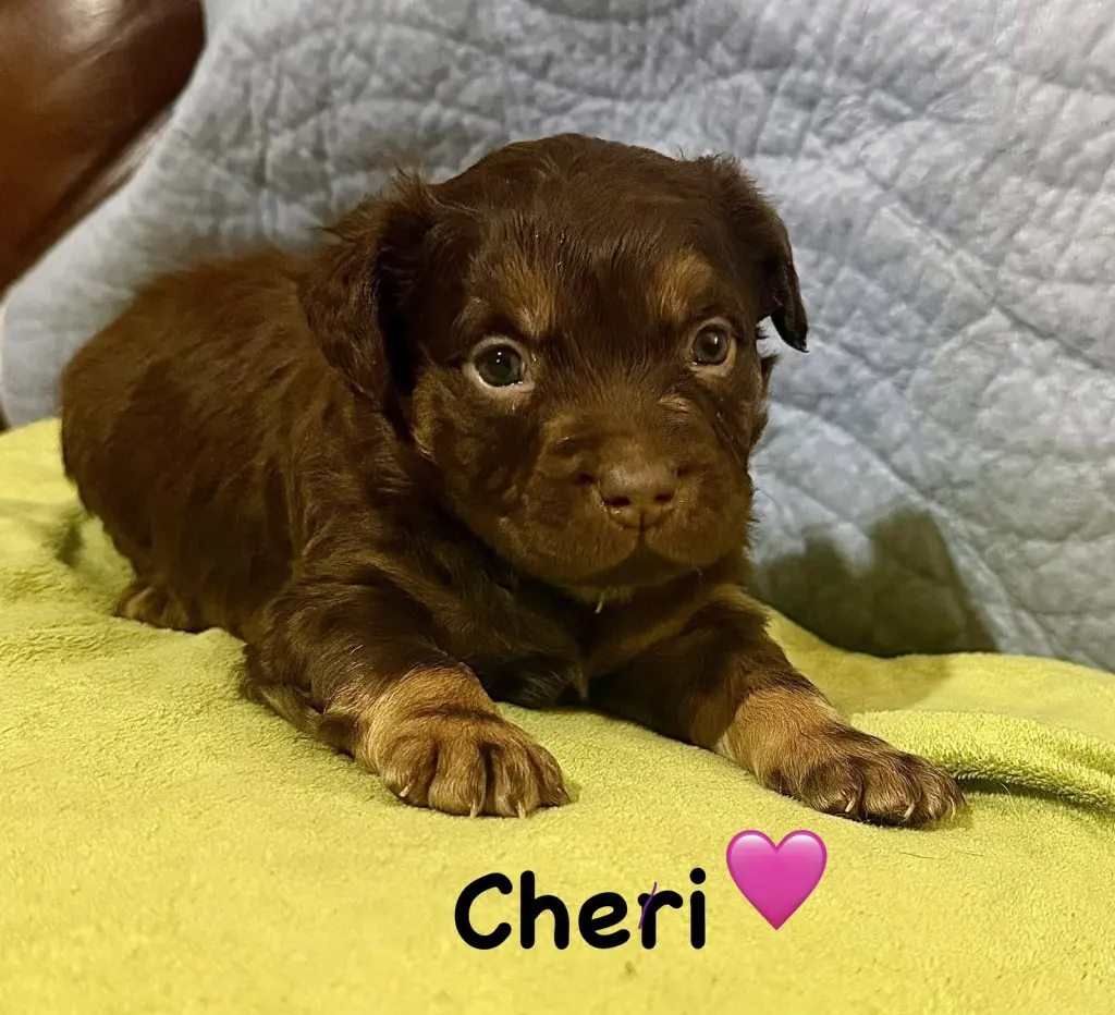 Cheri- Belles & Beau Litter