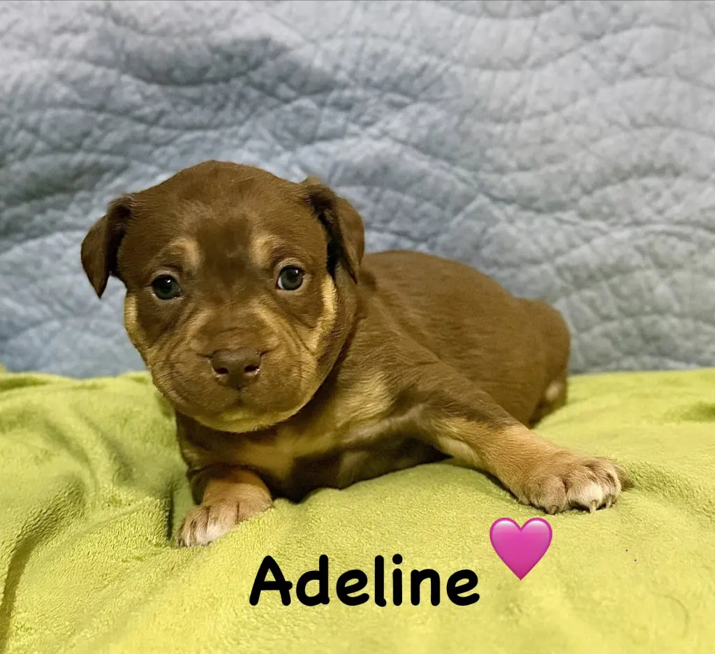 Adeline- Belles & Beau Litter