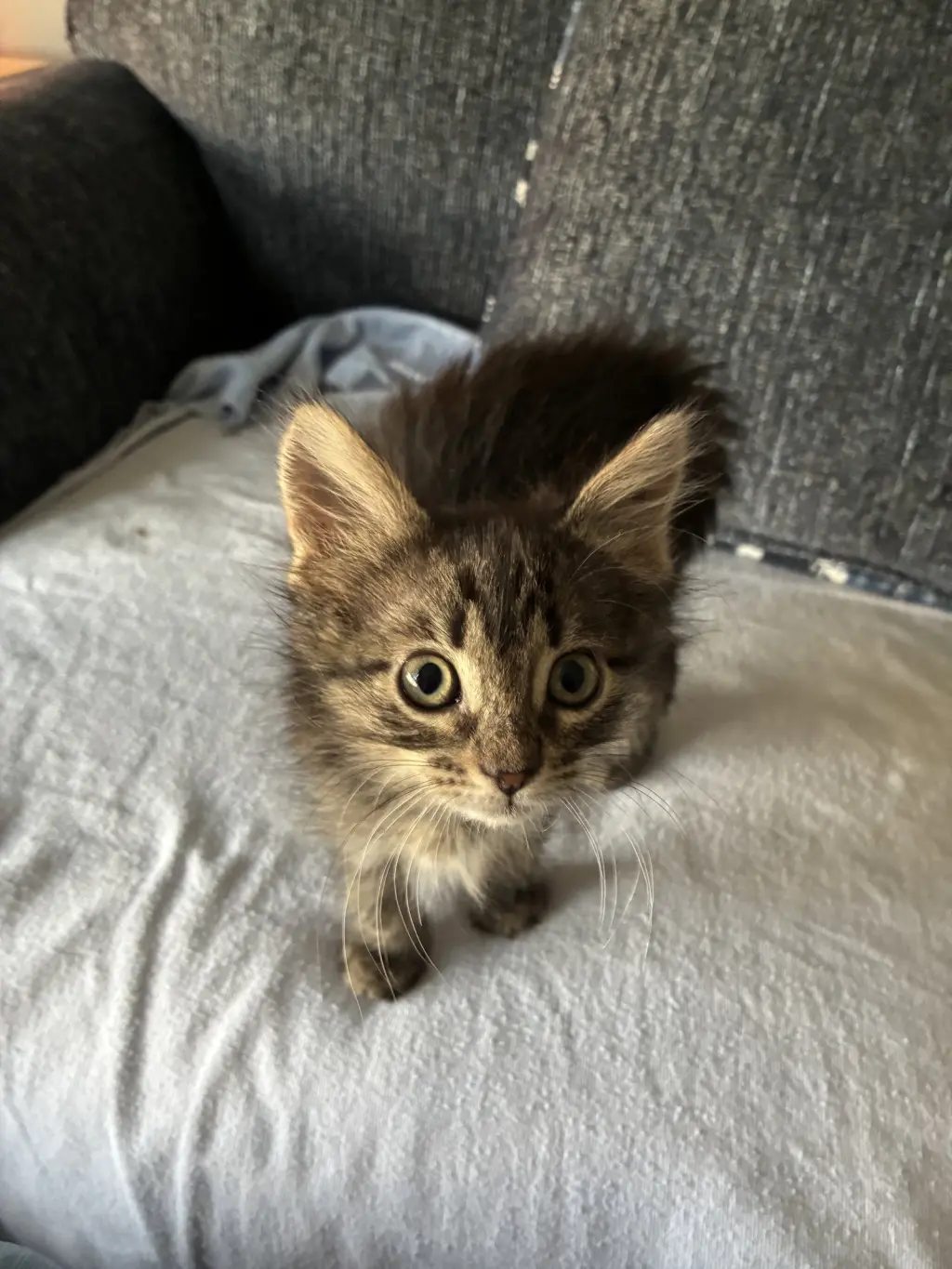 Kit