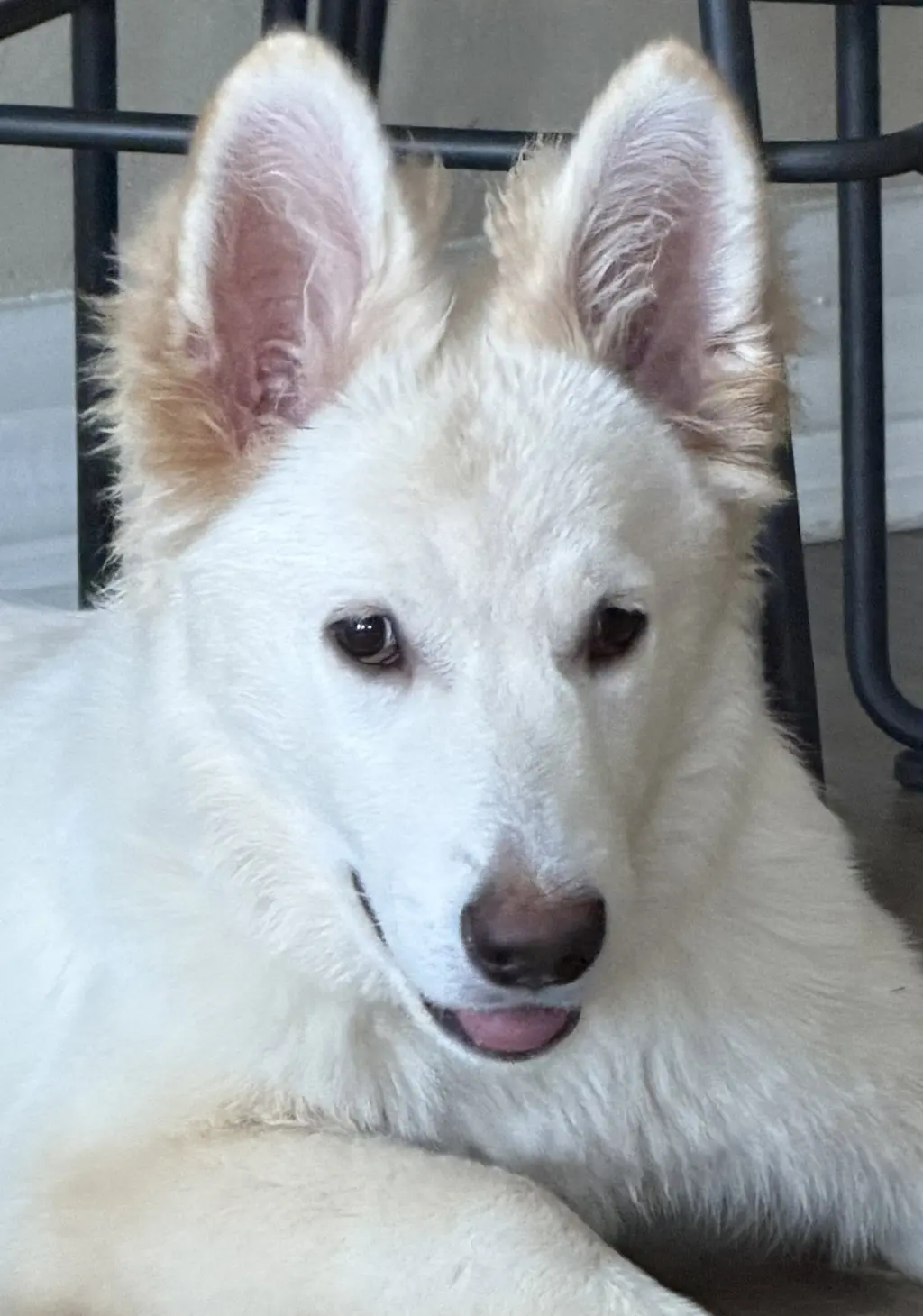 Sadie