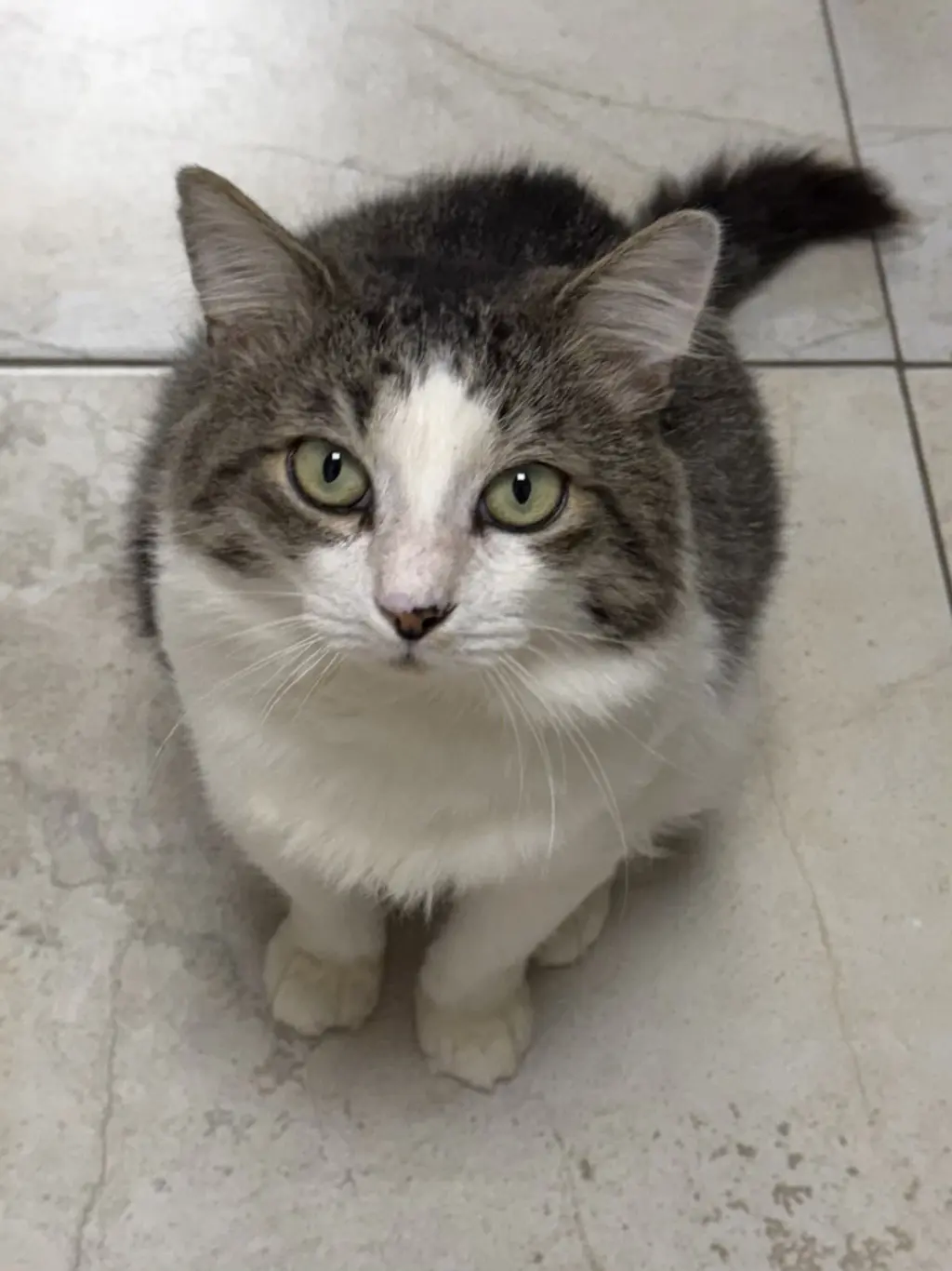 Fergus