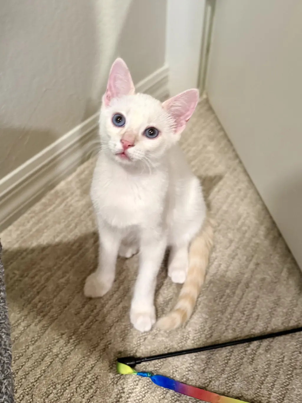 Archie