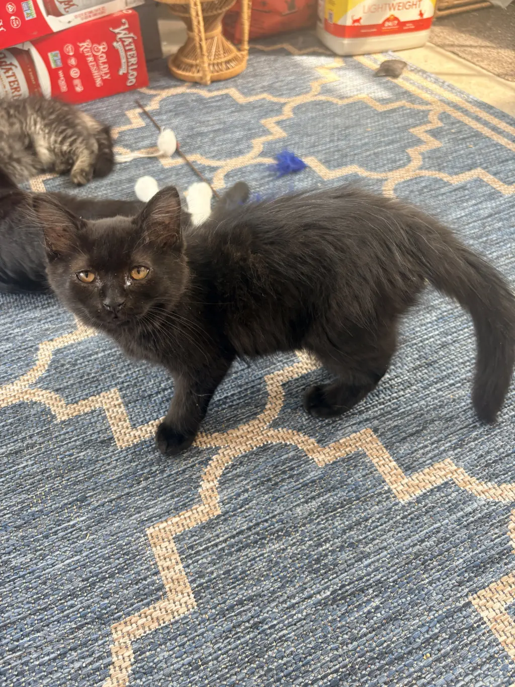 Fluff Monster