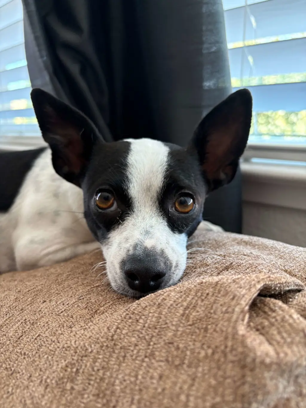 Audrey