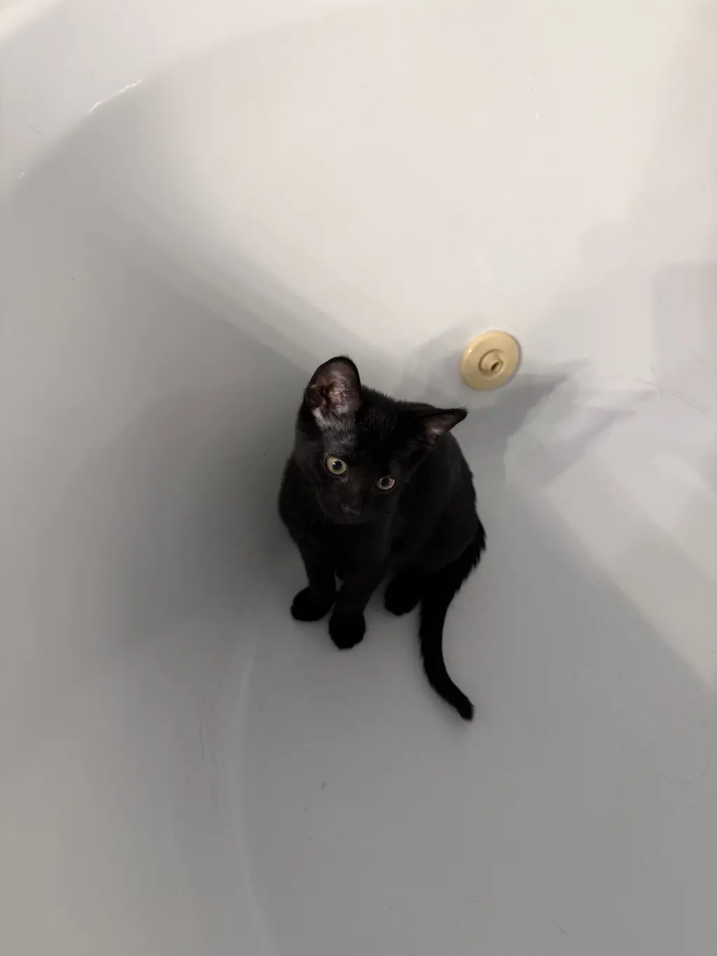 Gus