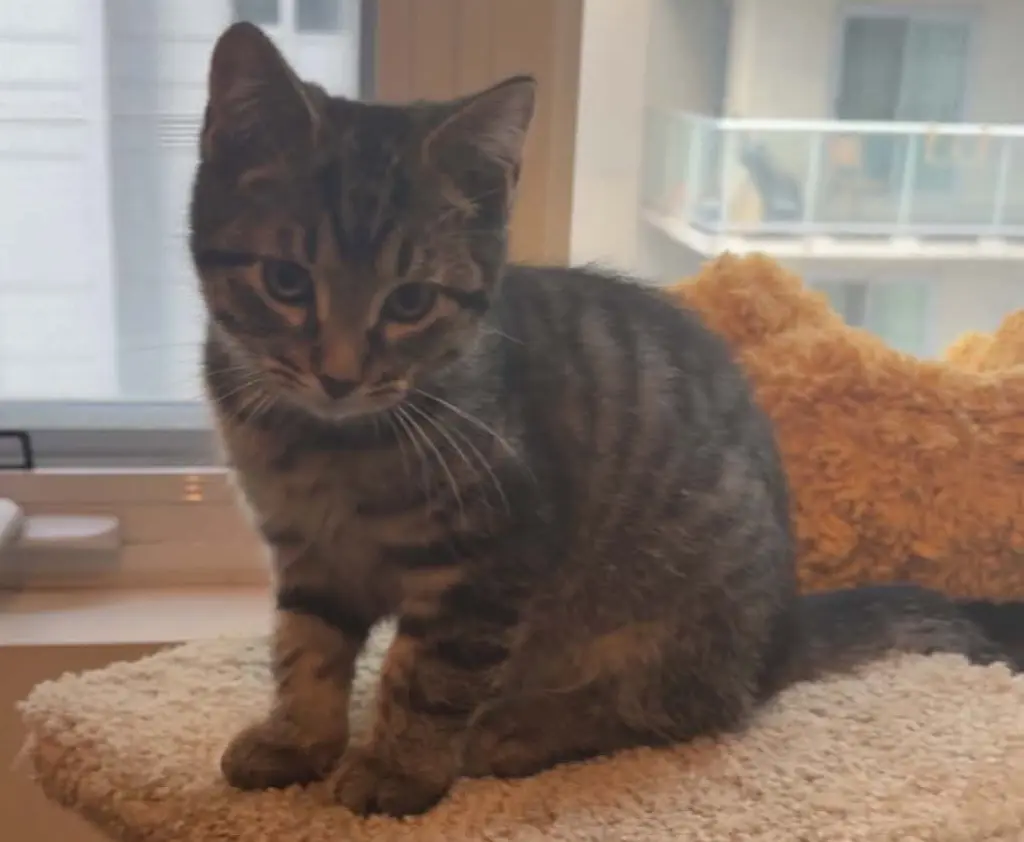 Figaro