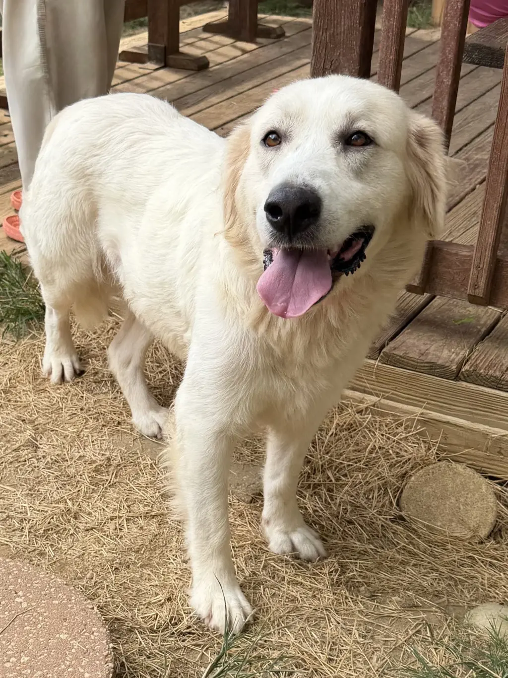 261331 Gracie