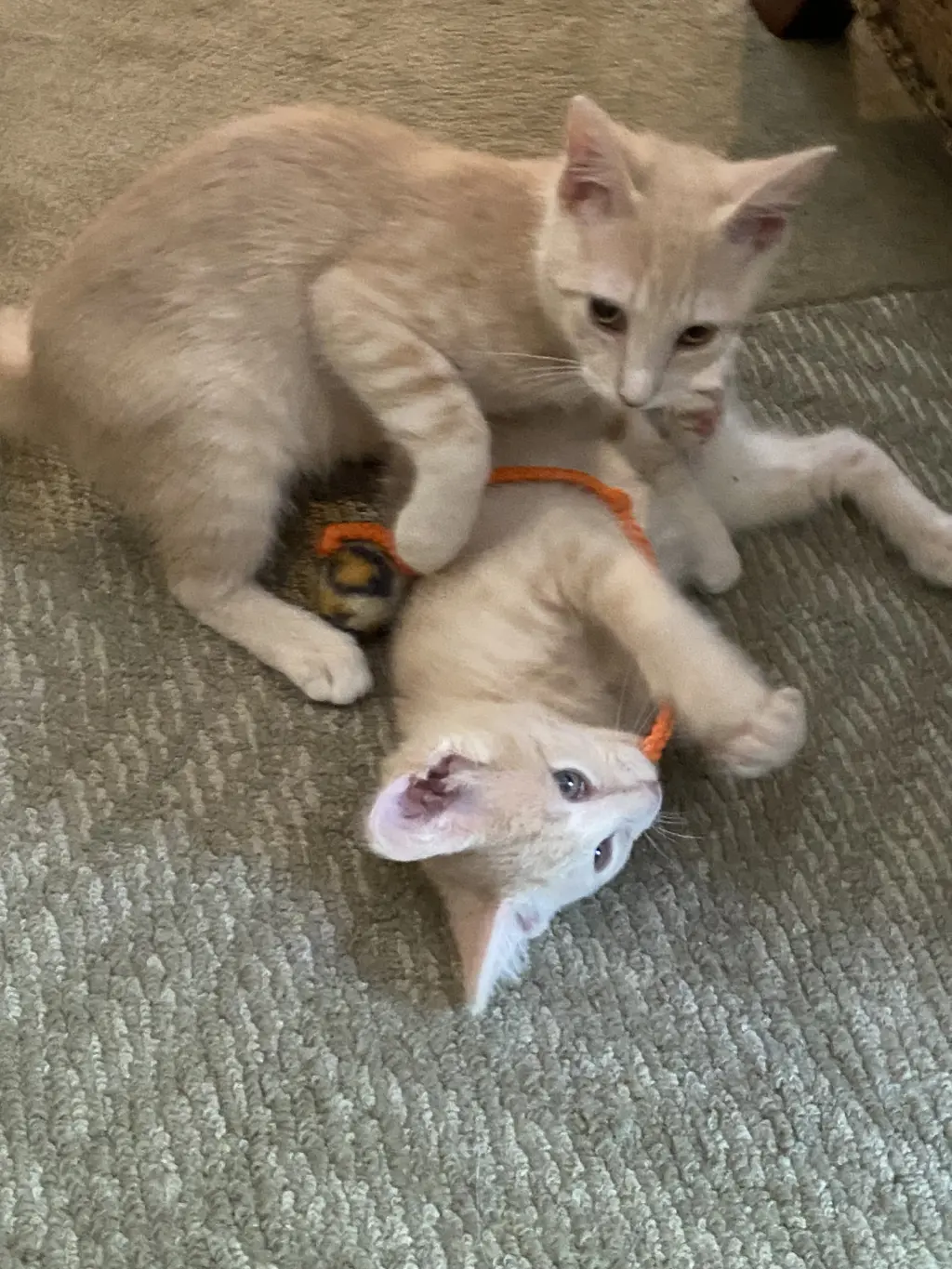 Cinnamon & Paprika (*bonded pair)