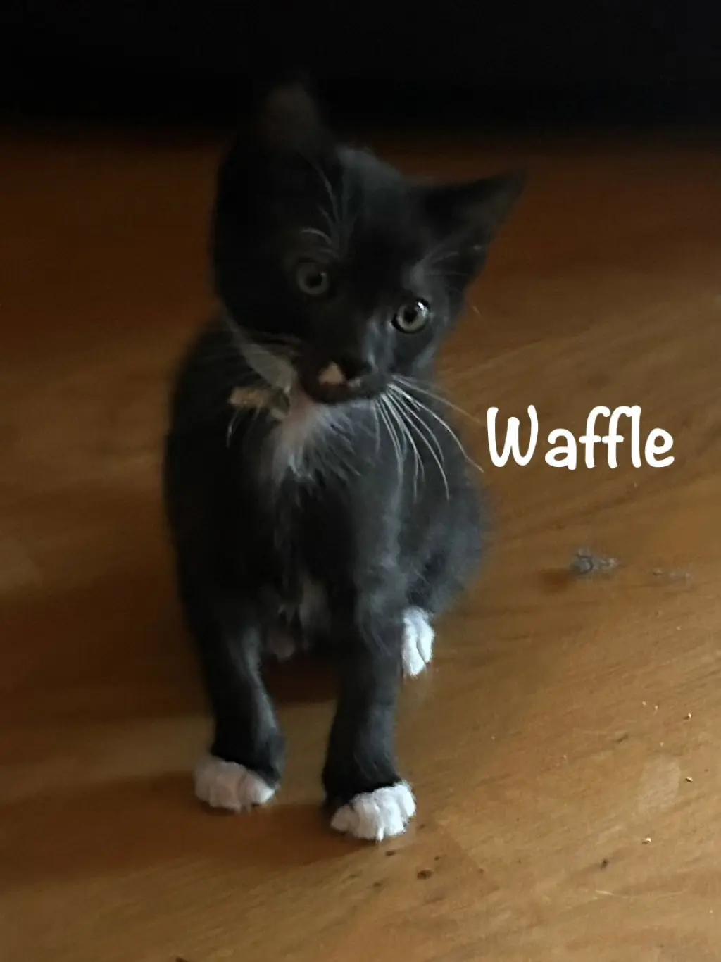 Waffles