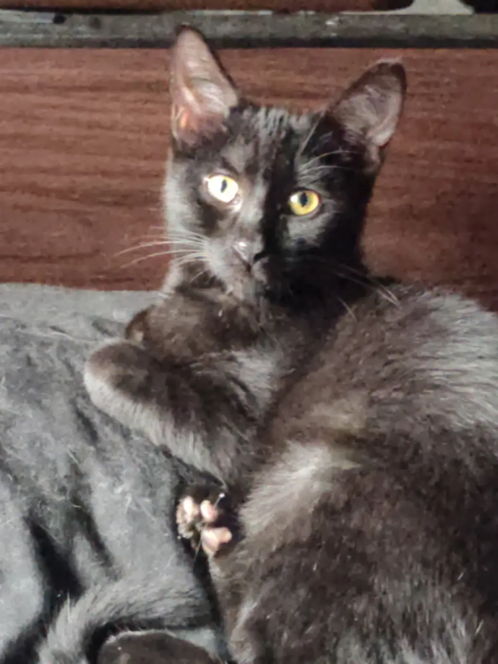 Blu (Baloo)