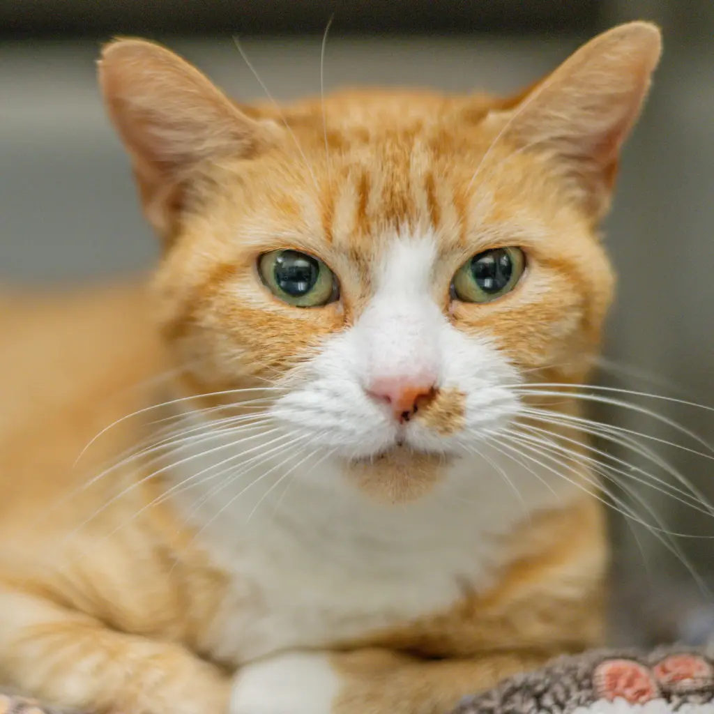 Marmalade