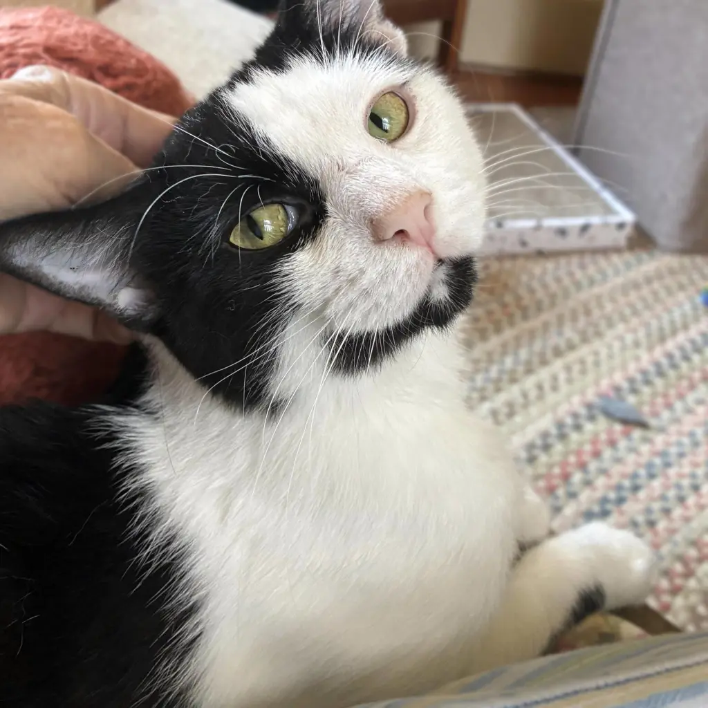 Opie “Praying Paws”