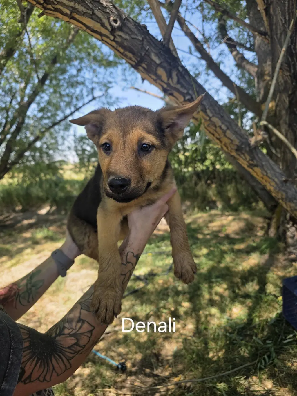 Denali