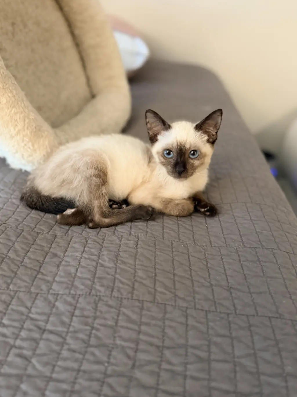 Enoki (Available for pre-adoption)