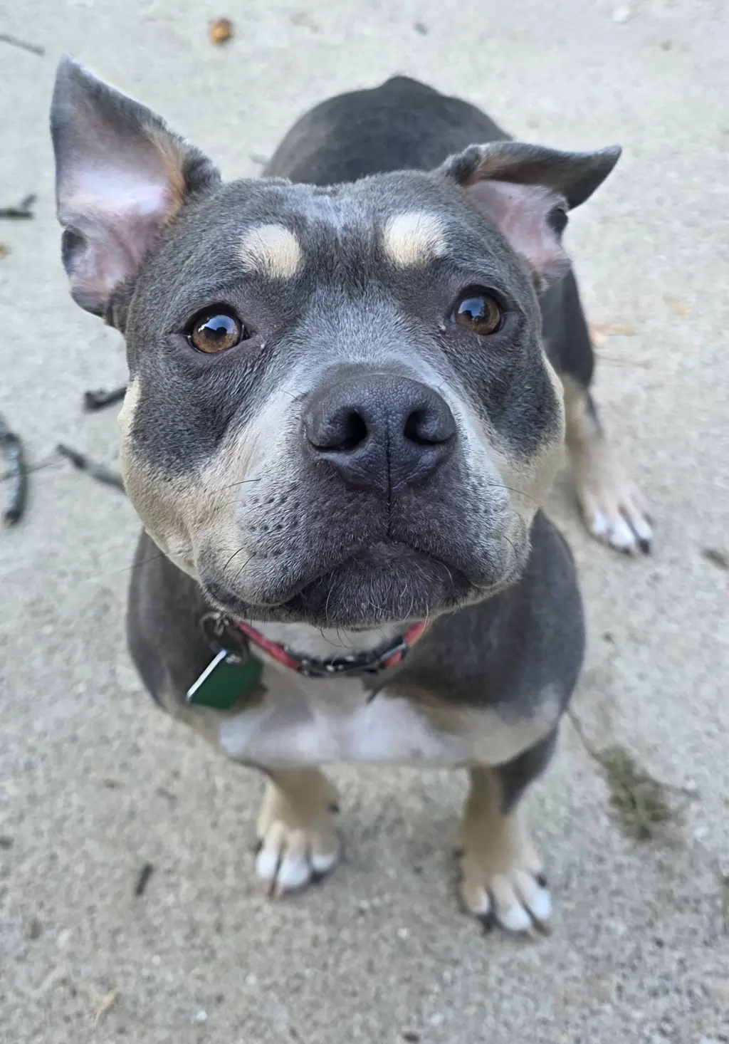 Lainey *Petite Princess*TRANSPORTATION AVAILABLE*