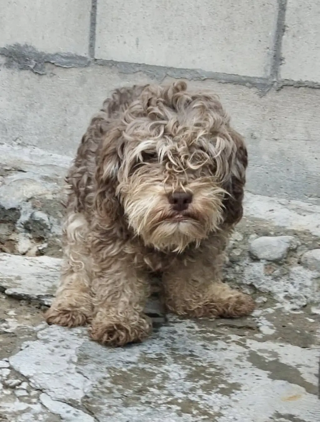 Choco