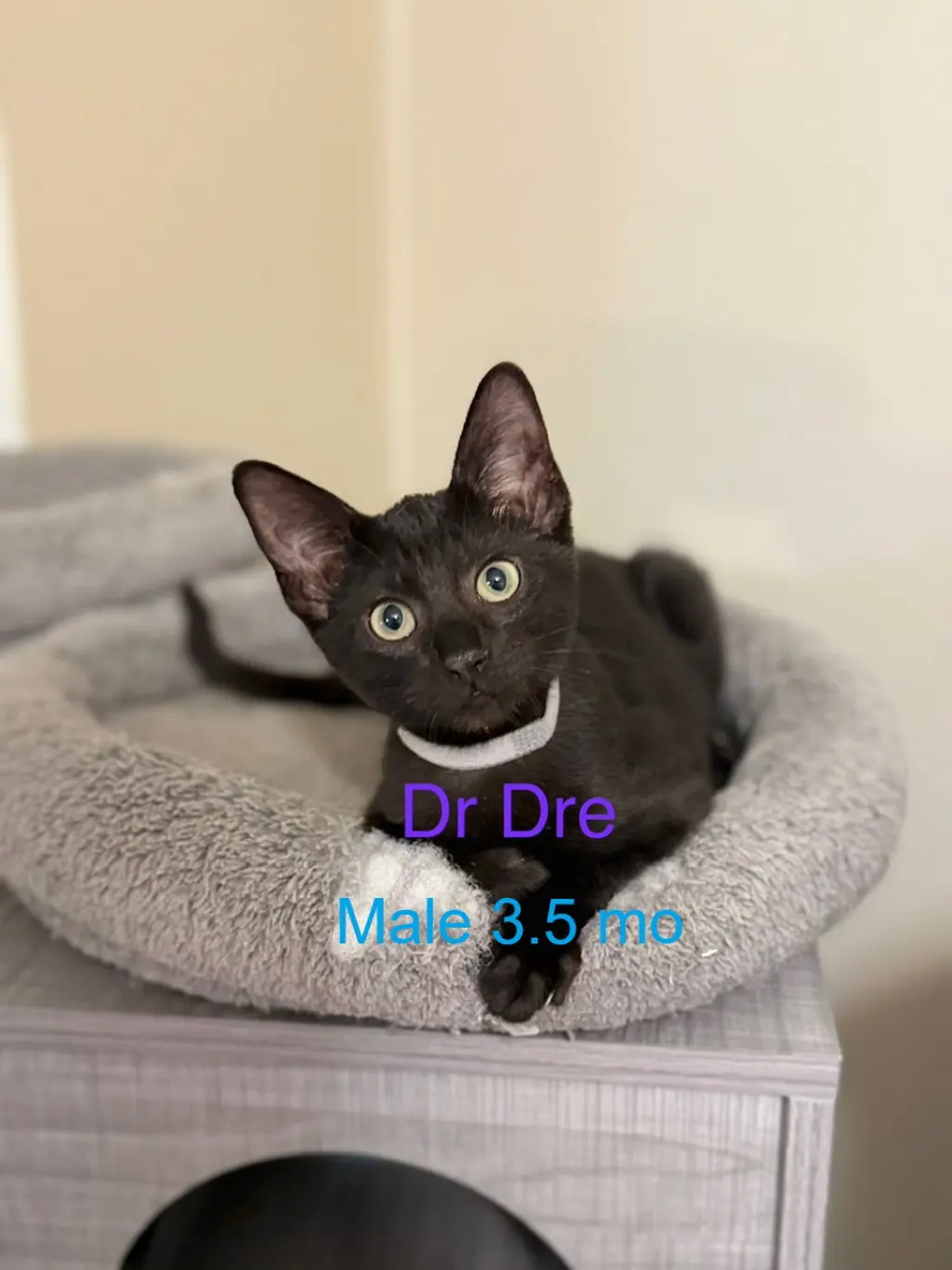 Dr. Dre