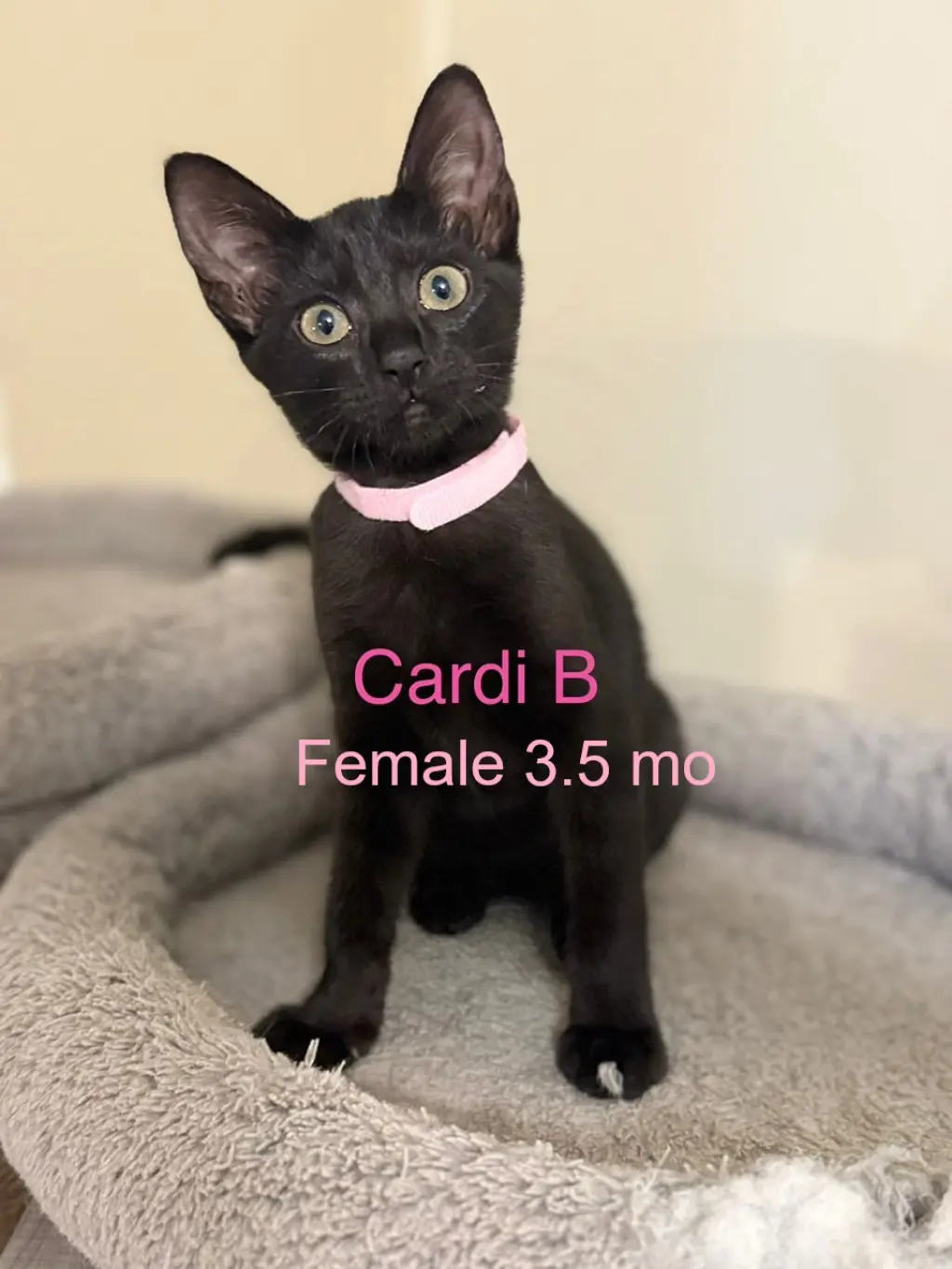 Cardi B
