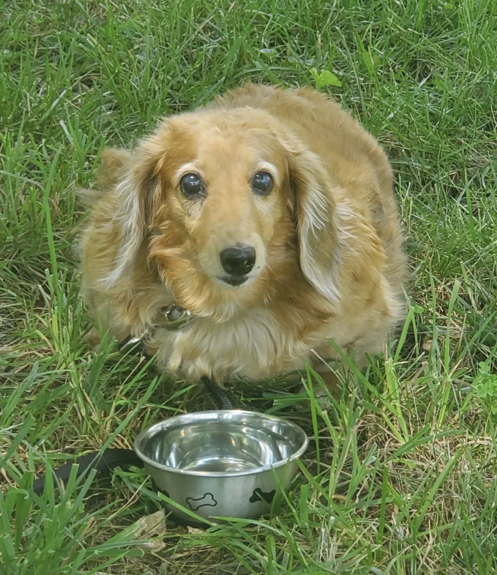 Aurora2 (Rory) Fostered in Herndon, VA