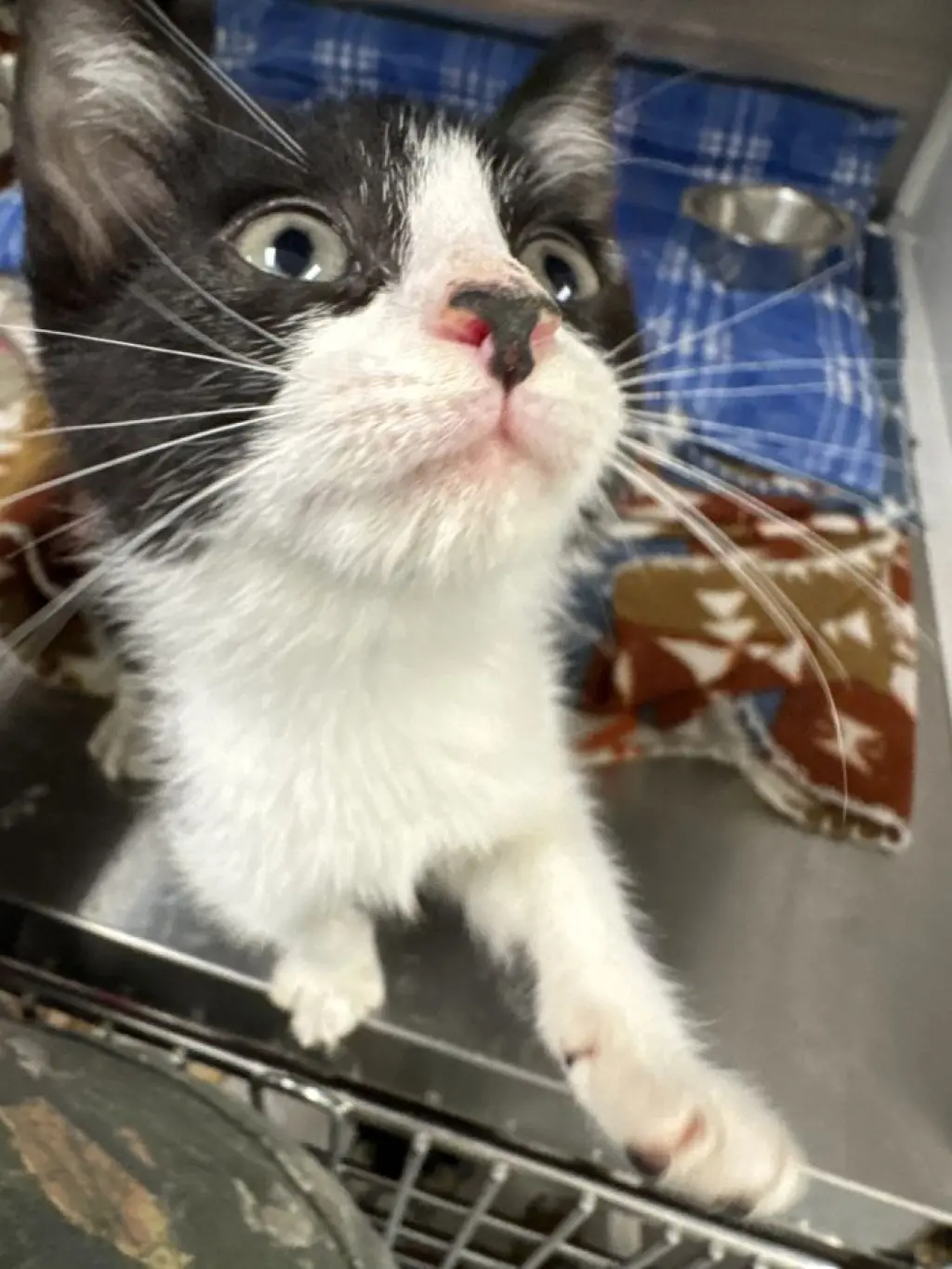 Pip