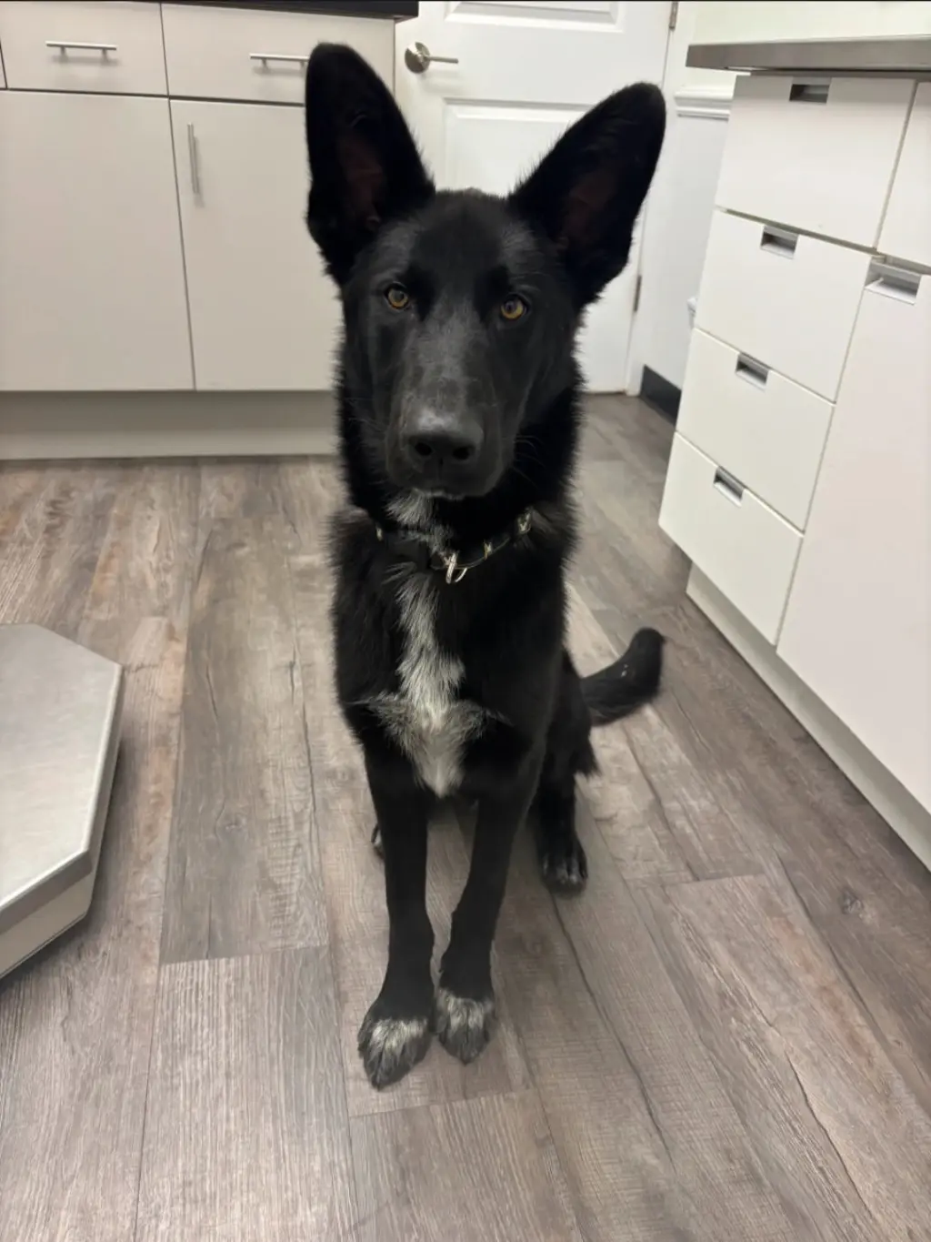 Axle - Adoption Pending