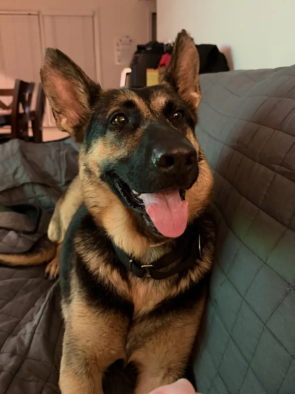 Ventura - Adoption Pending