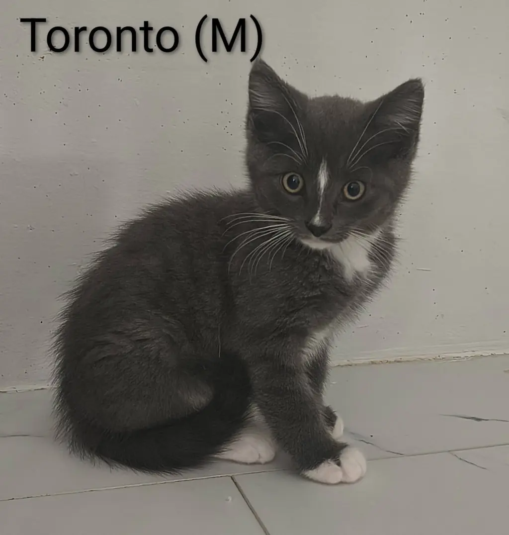 Toronto