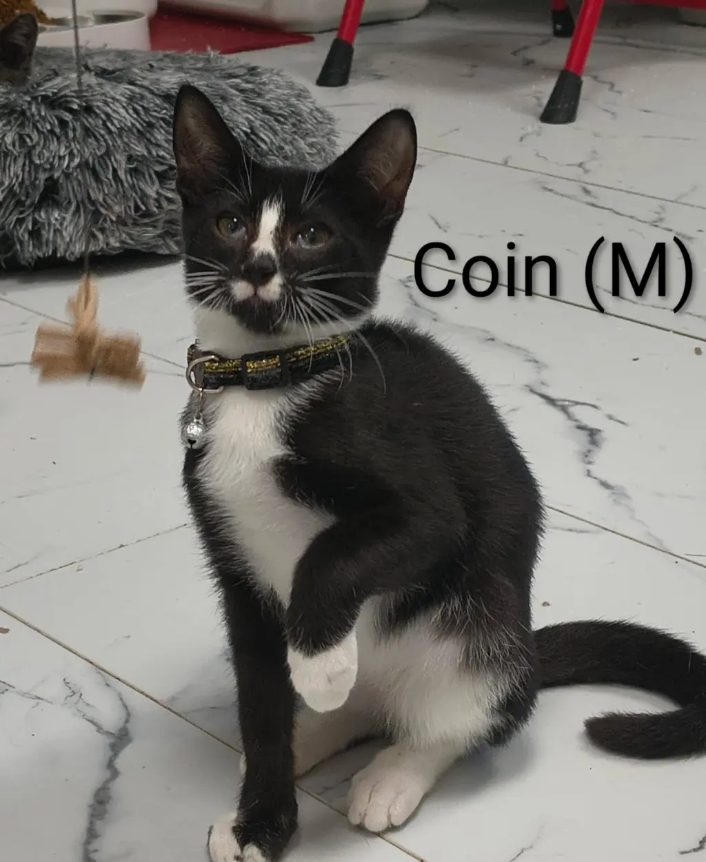 Coin