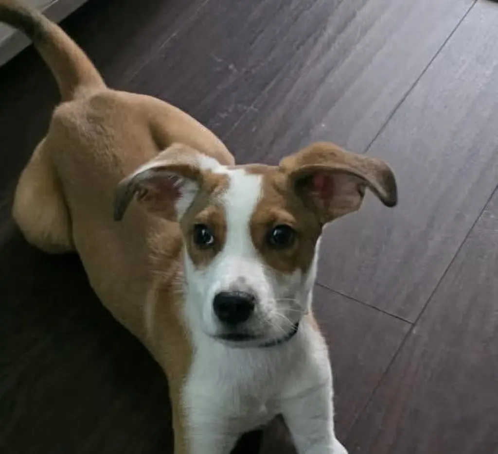 BASIL