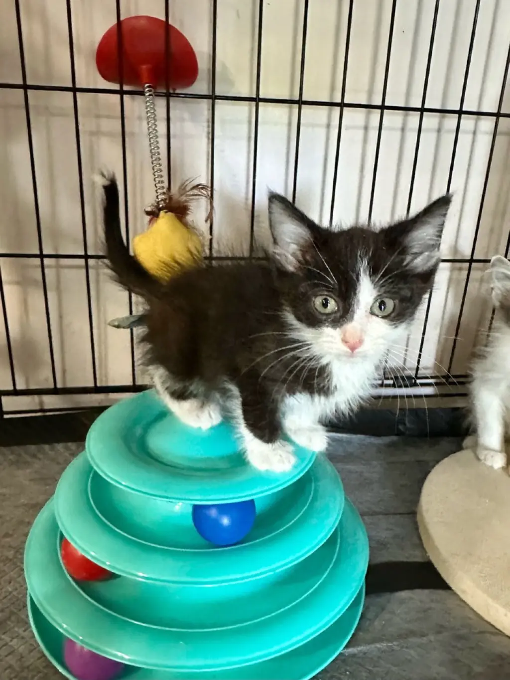 Little Rascats : Spanky
