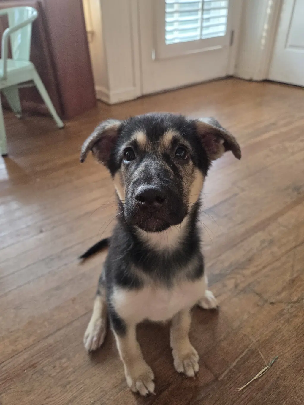 Bonnie - Adoption Pending