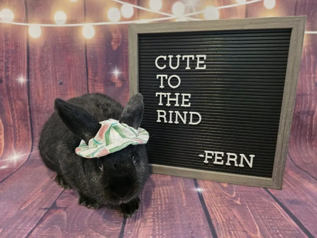 Fern