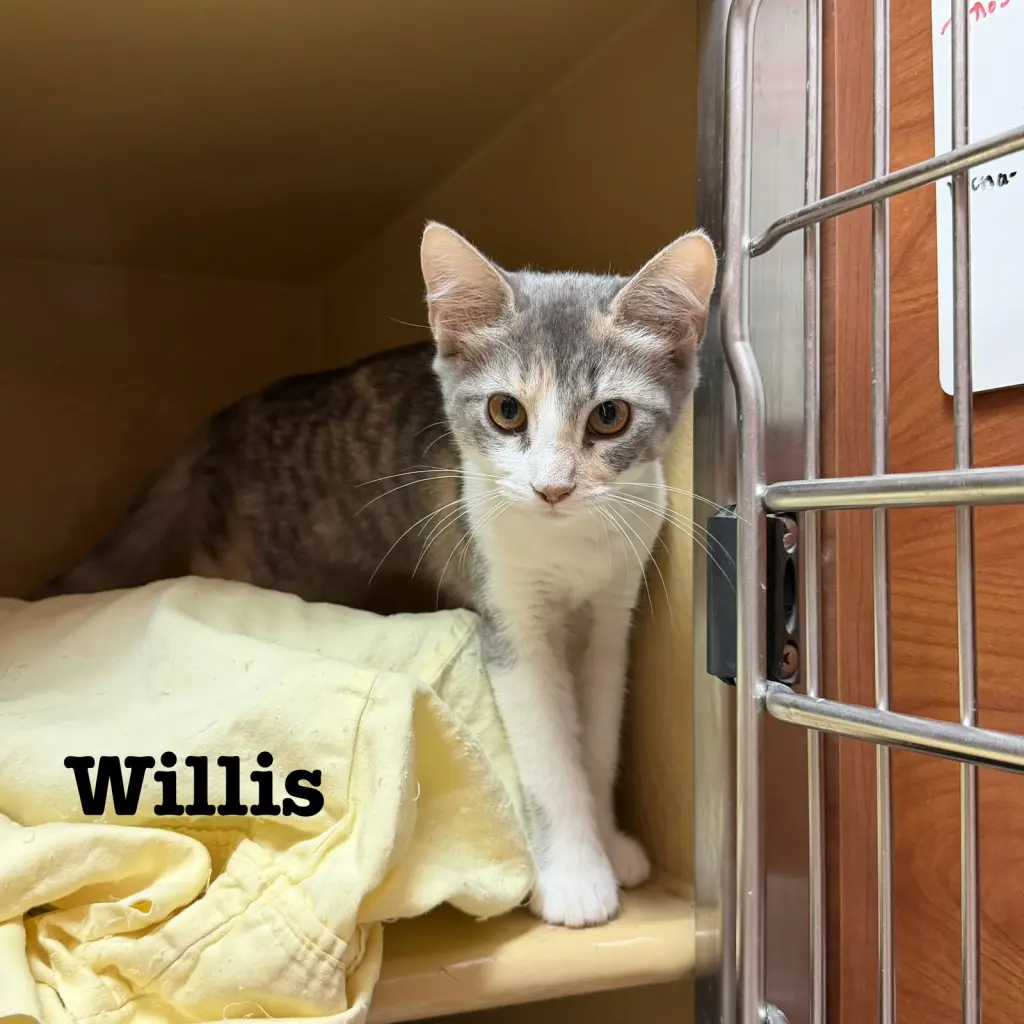 Willis