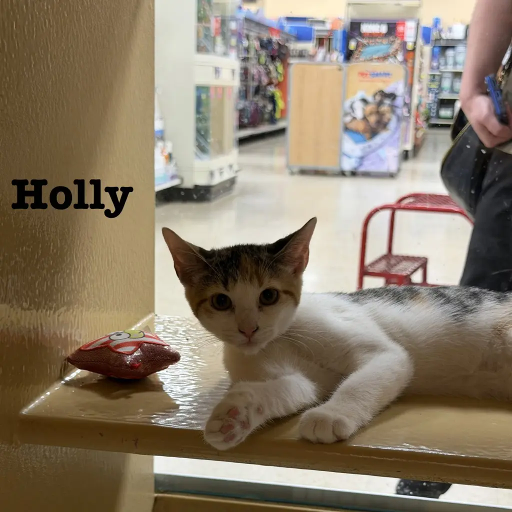 Holly