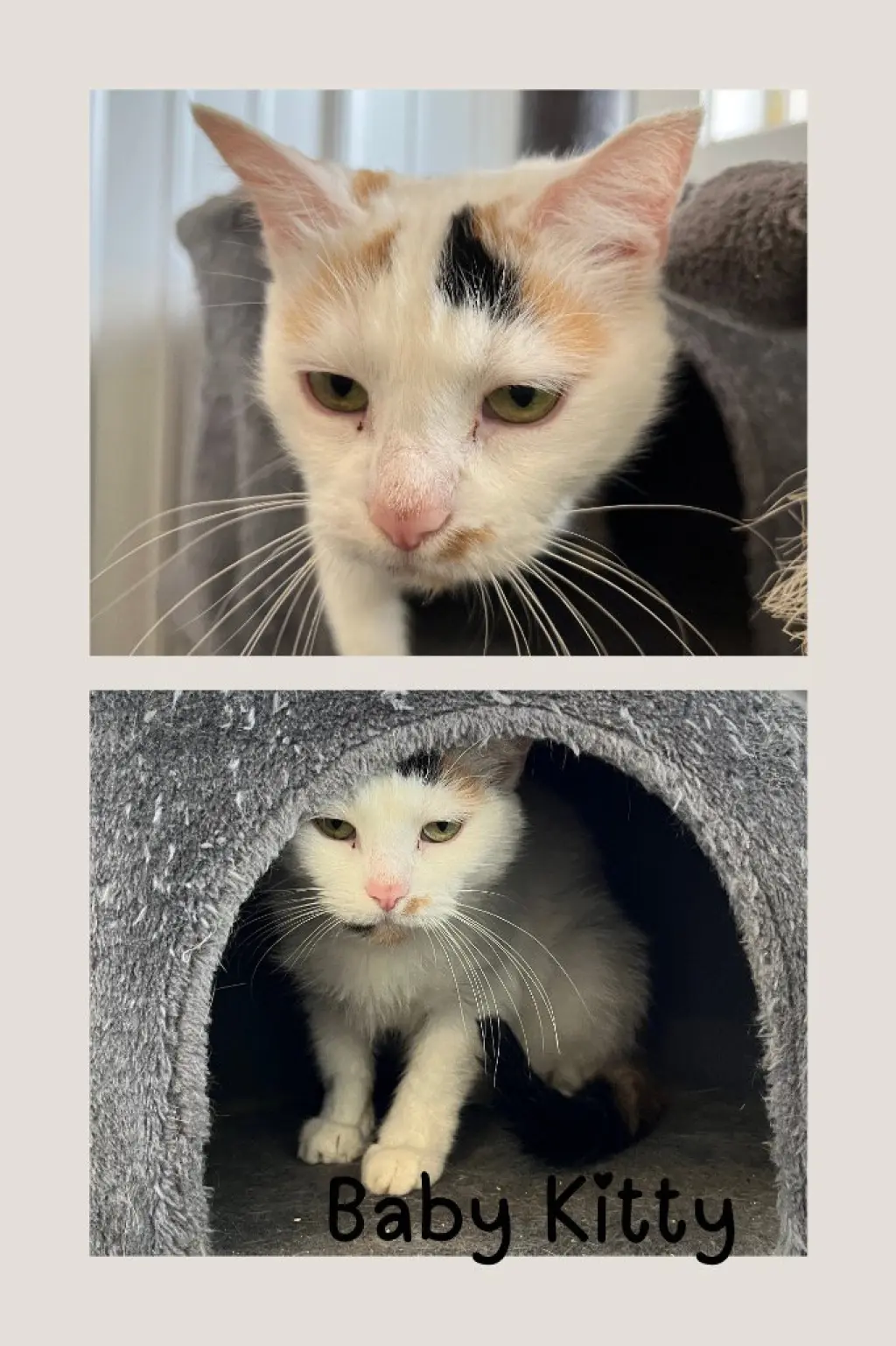 Baby Kitty- WAIVED FEE- indoor/outdoor