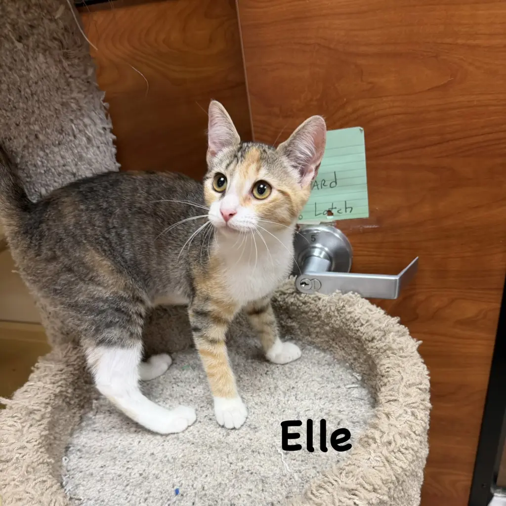 Elle