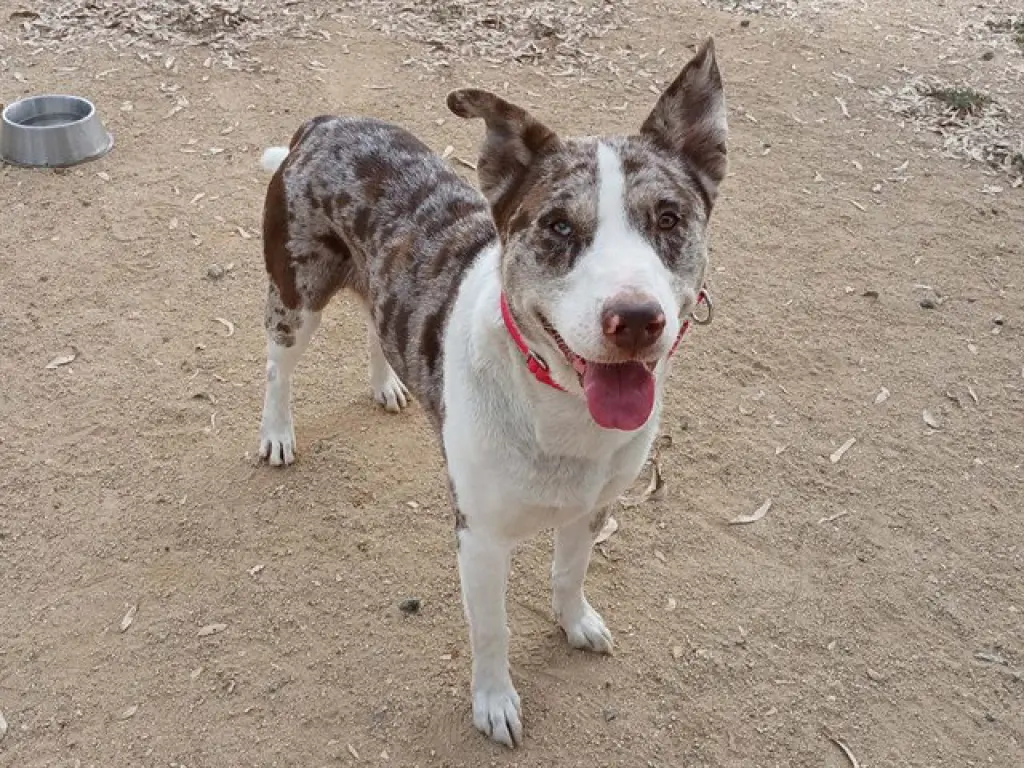 DUKE