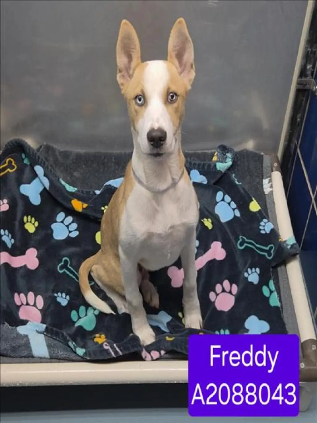 FREDDY