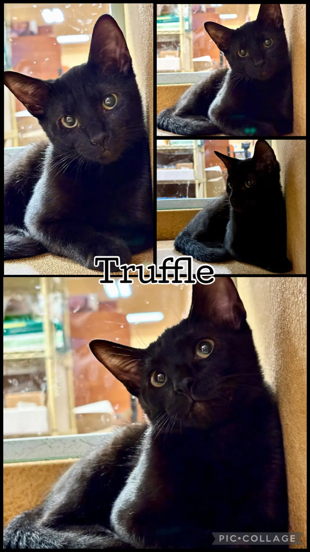 TRUFFLE