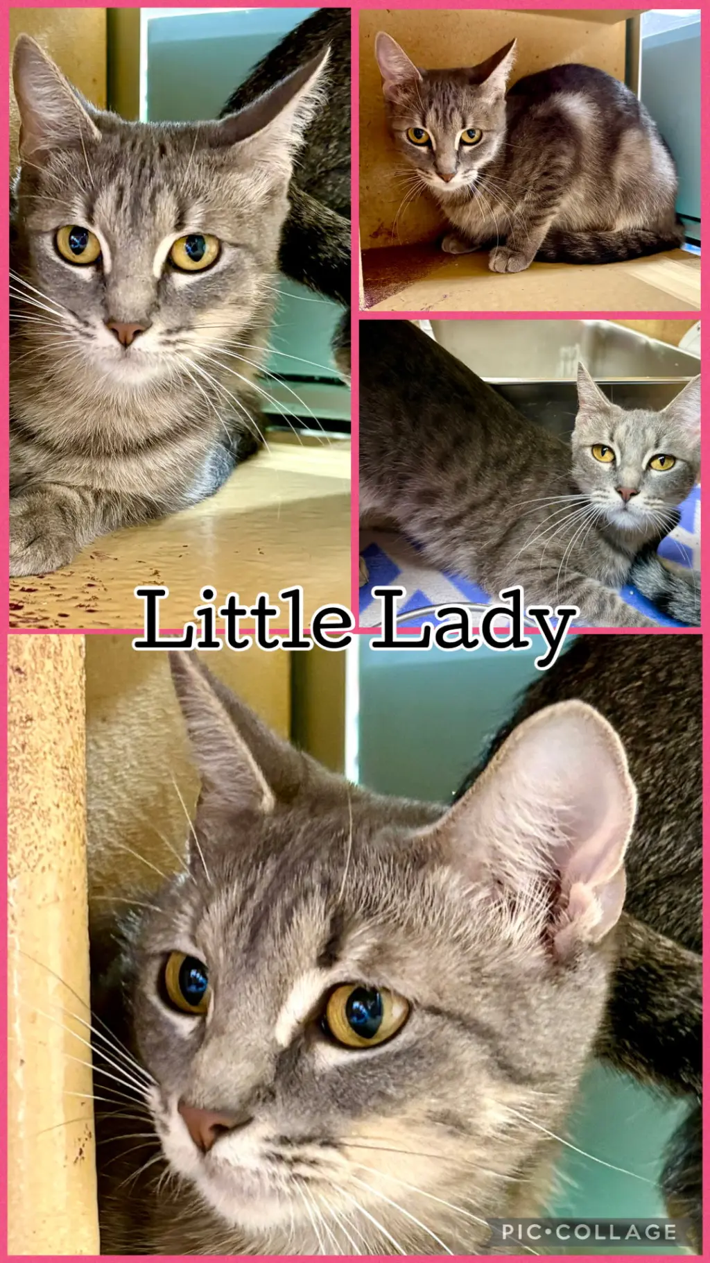 LITTLE LADY