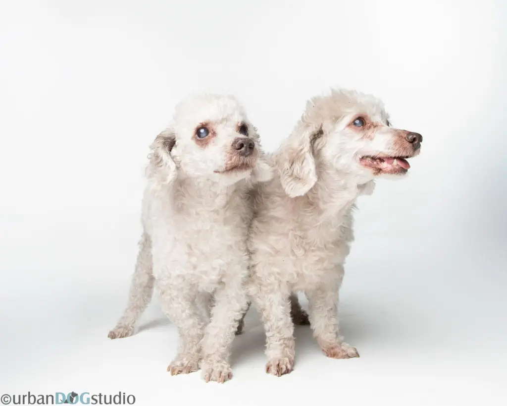 Bonded Pair - Hazel & Henry