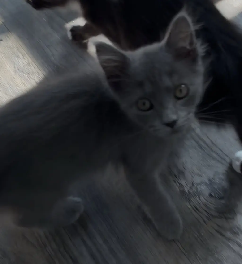 Beau-Not at the shelter (Kristy)