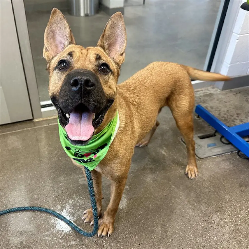 SCOOBY
