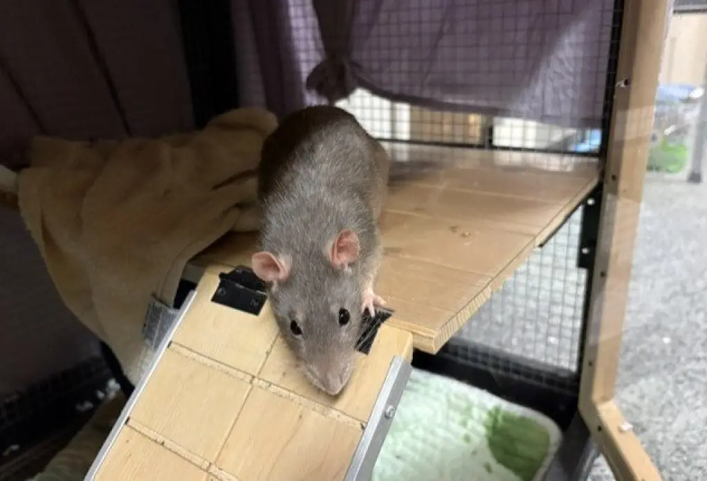 NALA