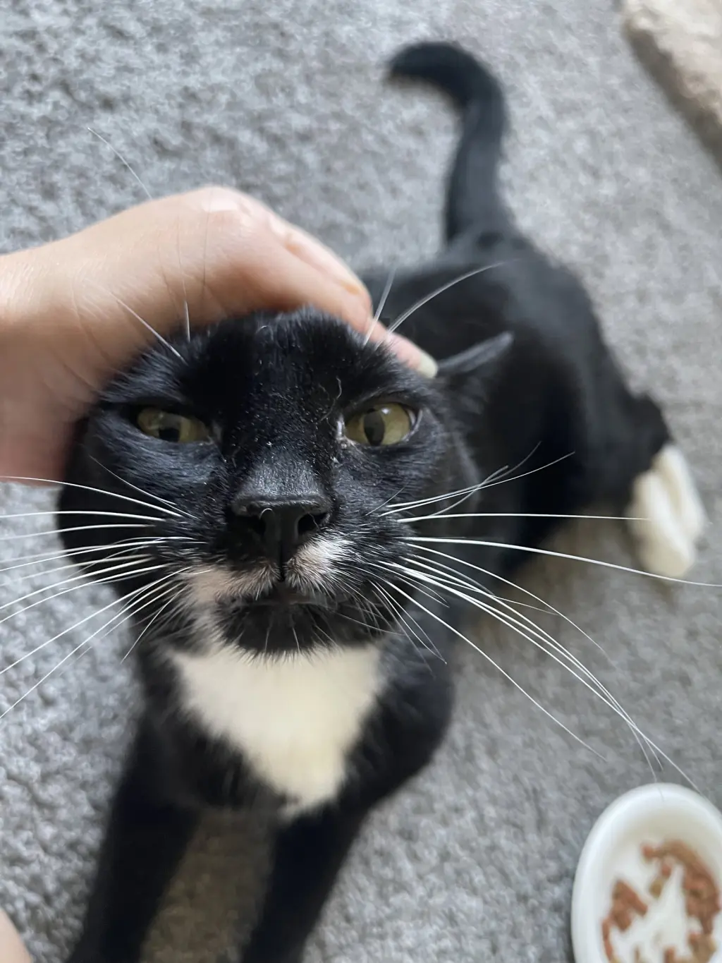 GIRL KITTY - Offered by Owner - Senior FIV+