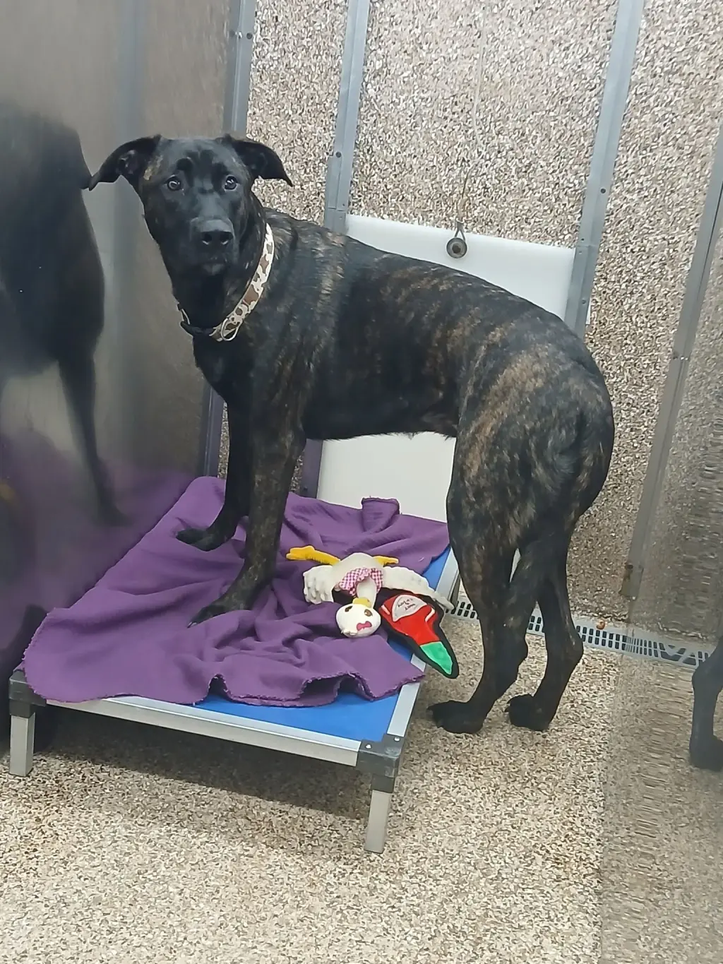 Tundra