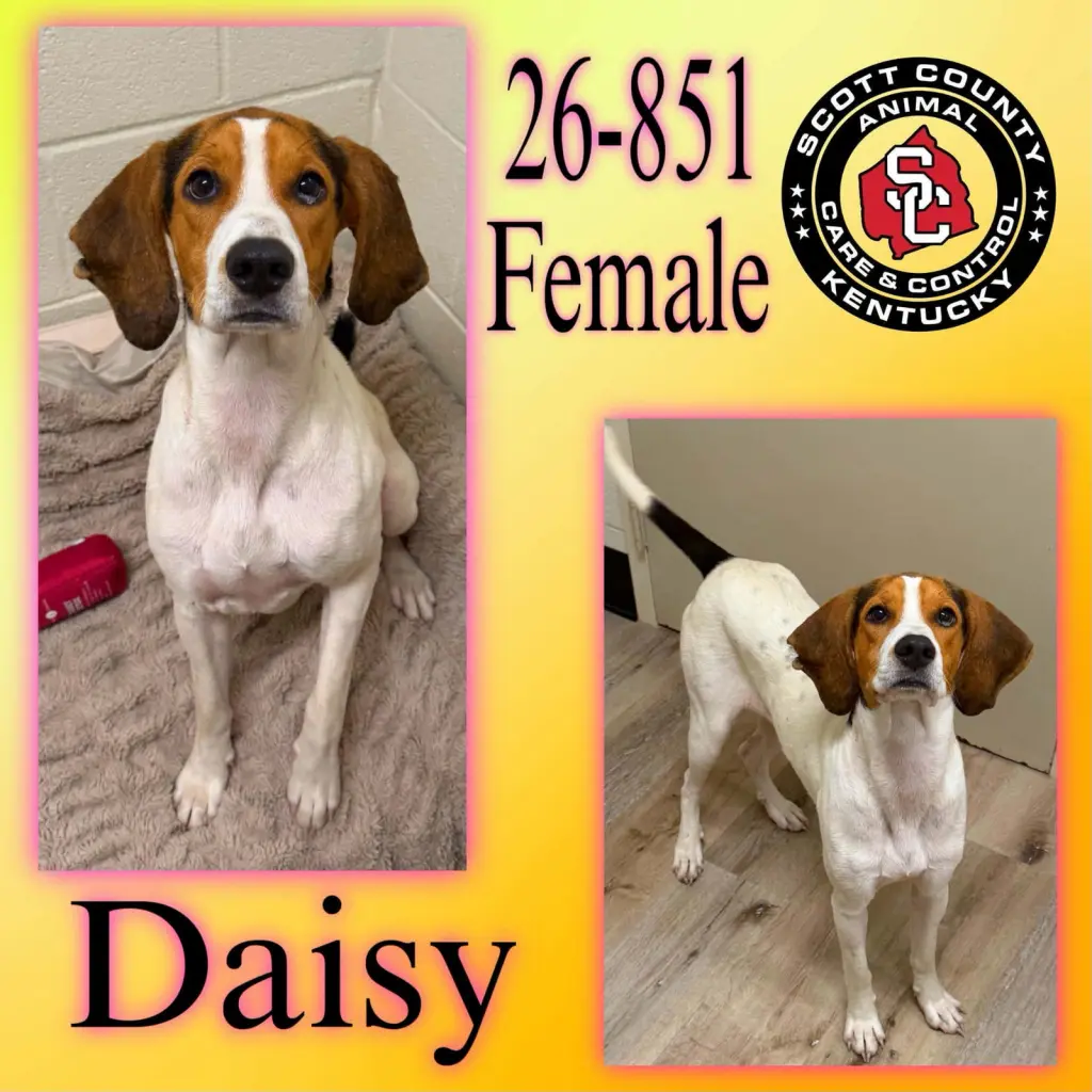 Daisy