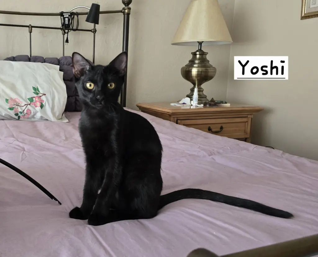 Yoshi