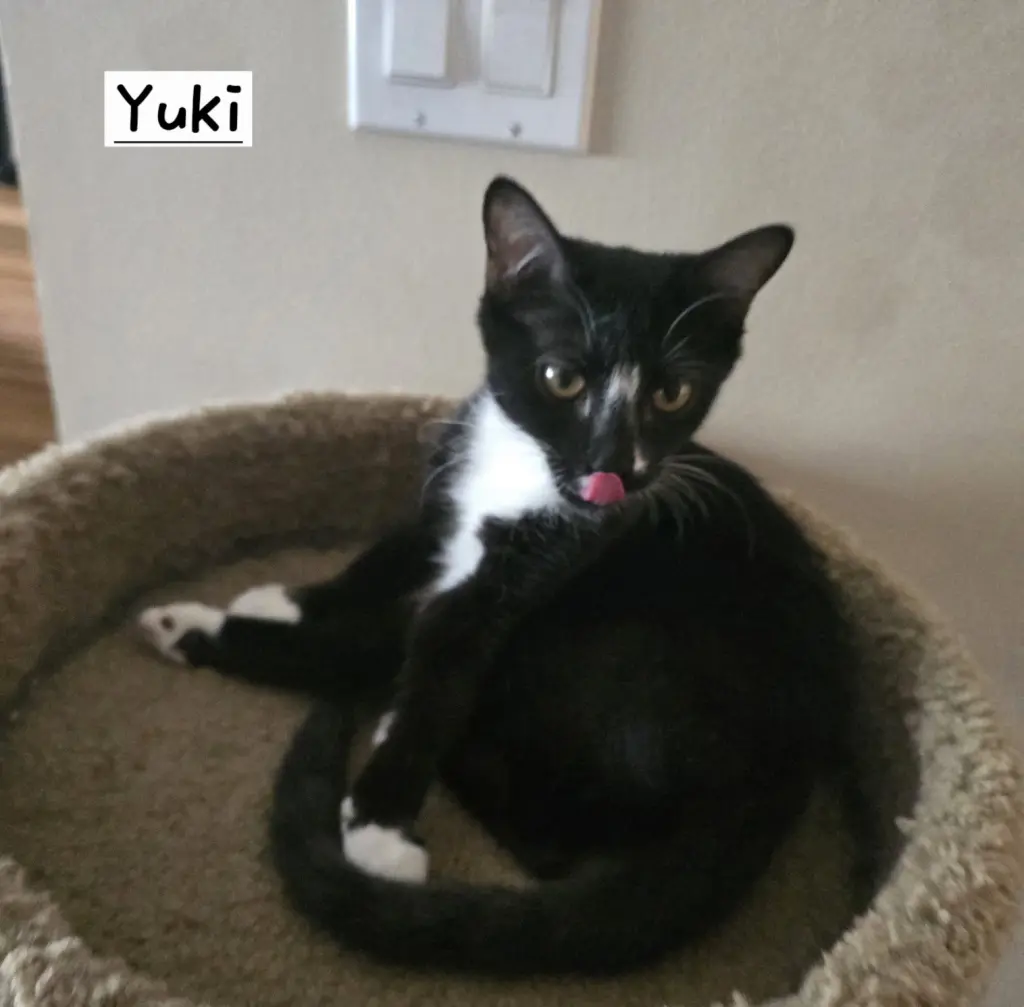 Yuki
