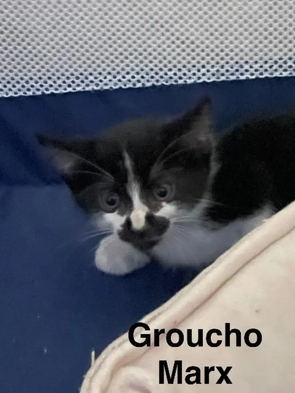 Groucho Marx
